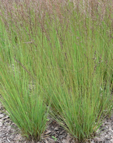 Pfeifengras"Edith Dudszus"