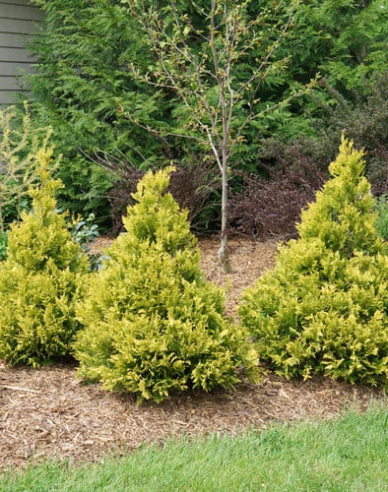 Scheinzypresse Tsatsumi Gold