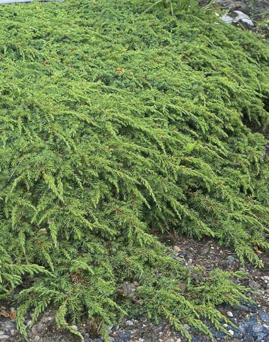 Teppichwacholder Green Carpet