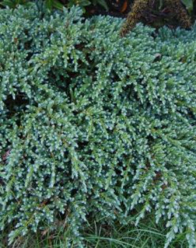 Wacholder Kleine Joanna