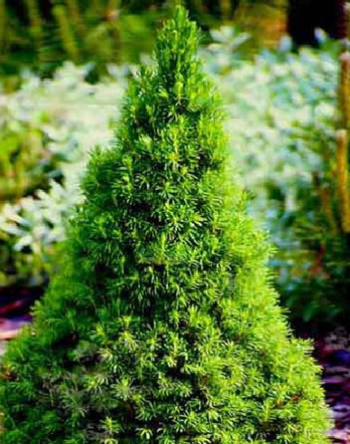 Zuckerhutfichte Conica