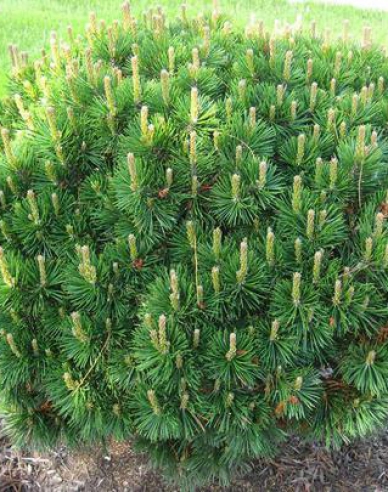 Berg-Kiefer  Pumilio