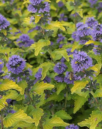 Bartblume  Hint of Gold