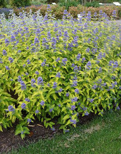 Bartblume  Hint of Gold