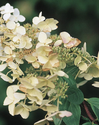 Rispenhortensie Unique