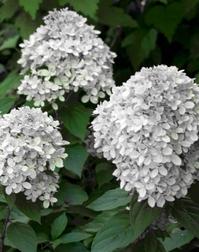 Rispenhortensie Little Alf