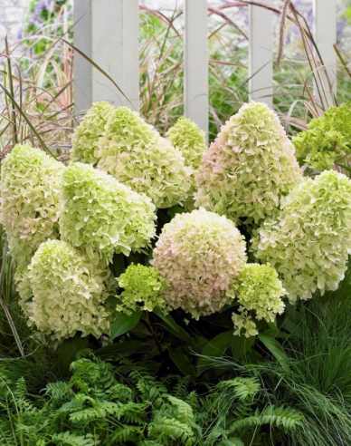 Rispenhortensie Little Alf