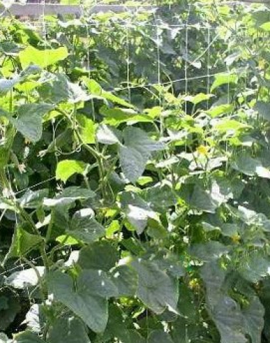 Stütznetz für Pflanzenanbau 1,2m x 5m