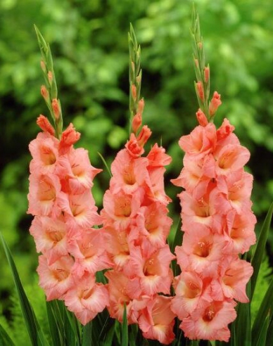 Gladiole Spic and Span