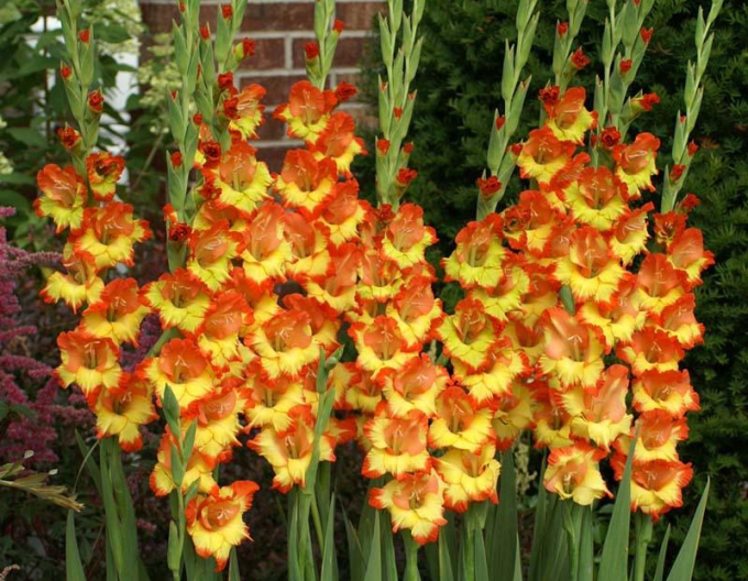 Gladiole Prinzessin Margaret Rose