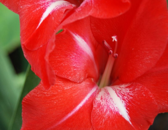 Gladiole Tradehorn