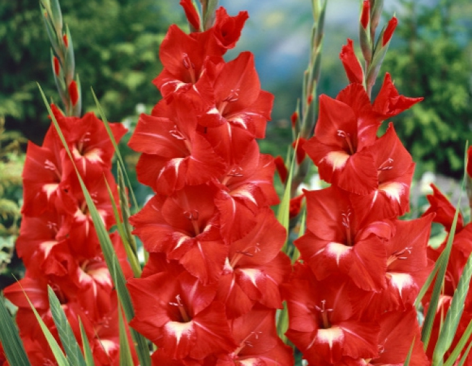 Gladiole Tradehorn