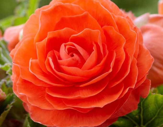 Begonie Orange