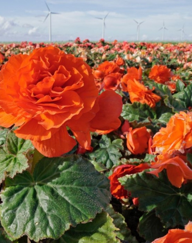 Begonie Orange