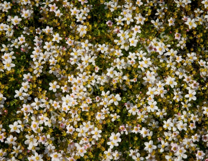 Lomicamnus Pixie White