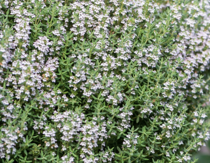 Thymian Precompa