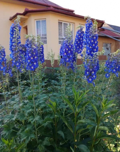 Hochstuhl Dark Blue Black Bee