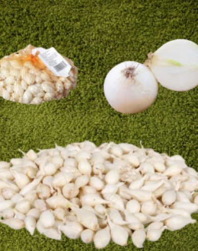 Steckzwiebel Weißer Schneeball  8/16 0,25kg