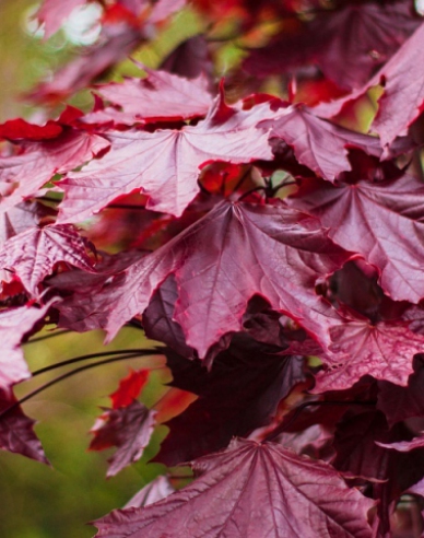 Spitzahorn Royal Red