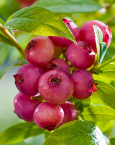 Kanadische Heidelbeere Pink Lemonade