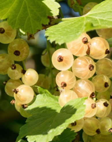 Weiße Johannisbeere Primus Strauch