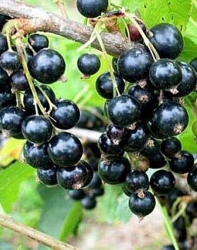 Schwarze Johannisbeere Titania Strauch