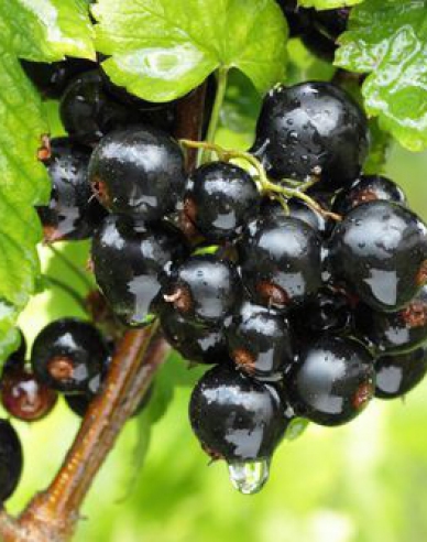 Schwarze Johannisbeere Titania Hochstämmchen, cont. 2l