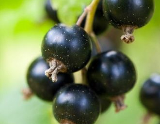 Schwarze Johannisbeere Eva KER 5l