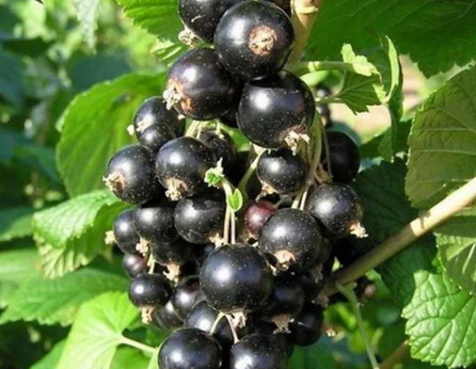 Schwarze Johannisbeere Eva, Hochstämmchen, wurzelnackt