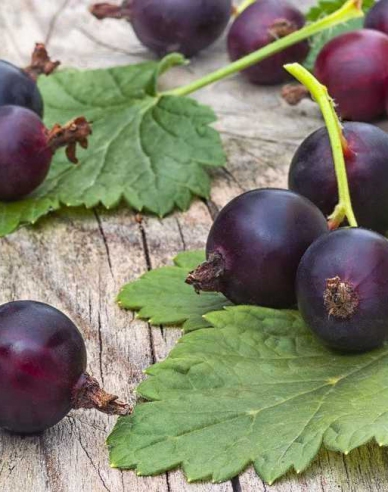 Jostabeere,  Hochstämmchen