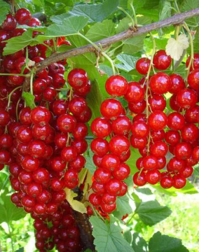 Rote Johannisbeere Detvan,Hochstämmchen, cont. 2l