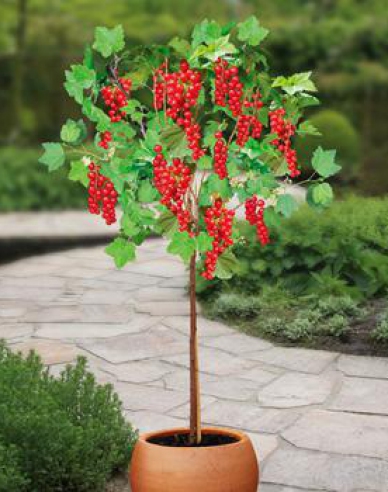 Rote Johannisbeere Detvan,Hochstämmchen, cont. 2l