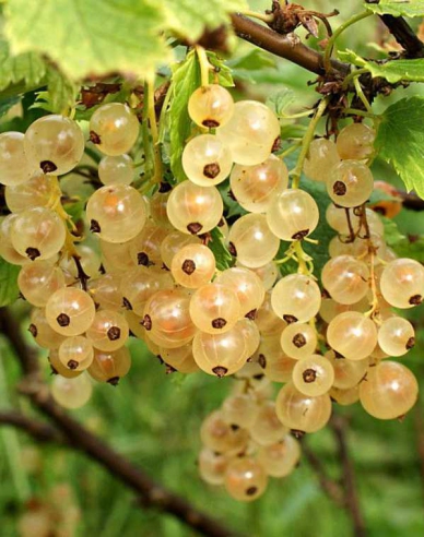 Weiße Johannisbeere Primus Strauch