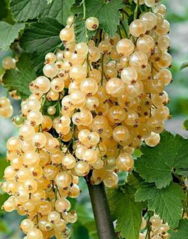 Weiße Johannisbeere Primus Strauch