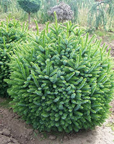 Serbische Fichte Nana