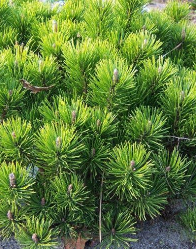 Berg-Kiefer  Pumilio