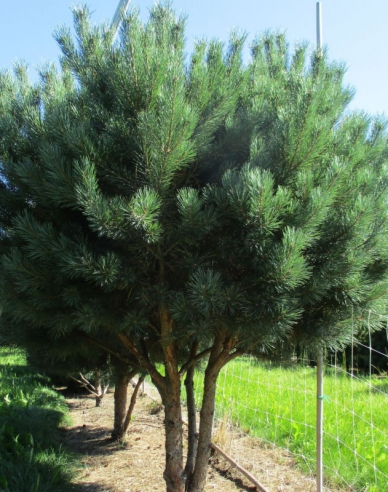 Waldkiefer Watererii