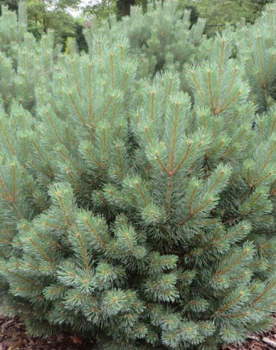 Waldkiefer Watererii