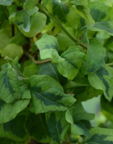 Japanische Geißschlinge Kogel-Mogel