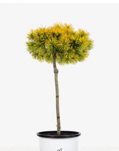 Berg-Kiefer Wintergold Stämmchen