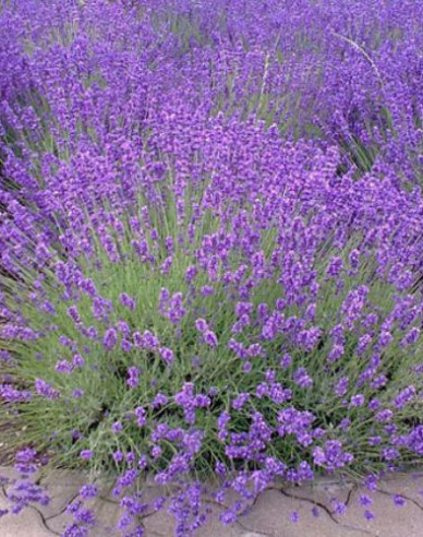 Schmalblättriger Lavendel