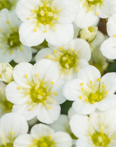 Moos-Steinbrech White Star