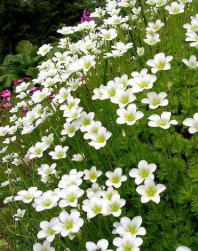 Moos-Steinbrech White Star