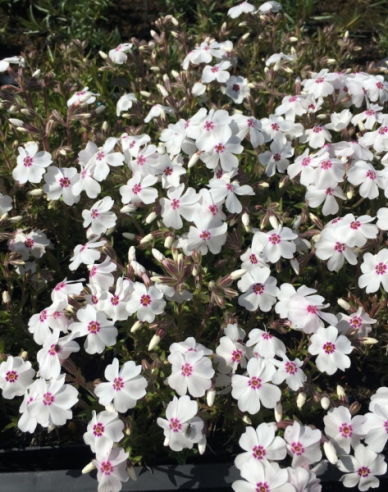 Flammenblume Amazing Grace Weiß mit Auge