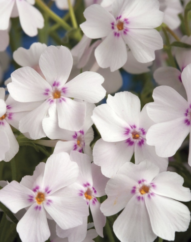 Flammenblume Amazing Grace Weiß mit Auge