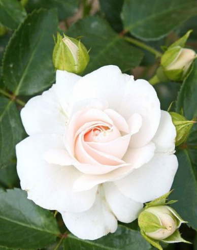 Baumrose WHITE CRYSTAL