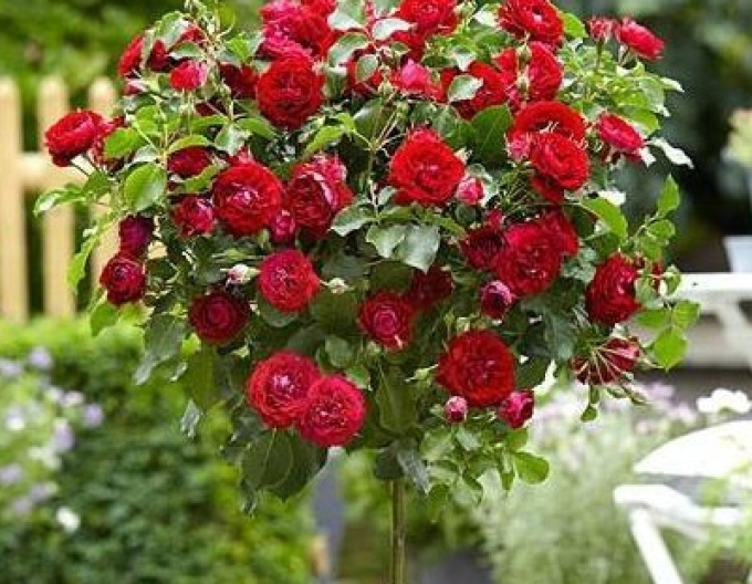 Rose MEIDILAND SCARLET