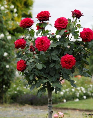 Baumrose GRAFIN DIANA