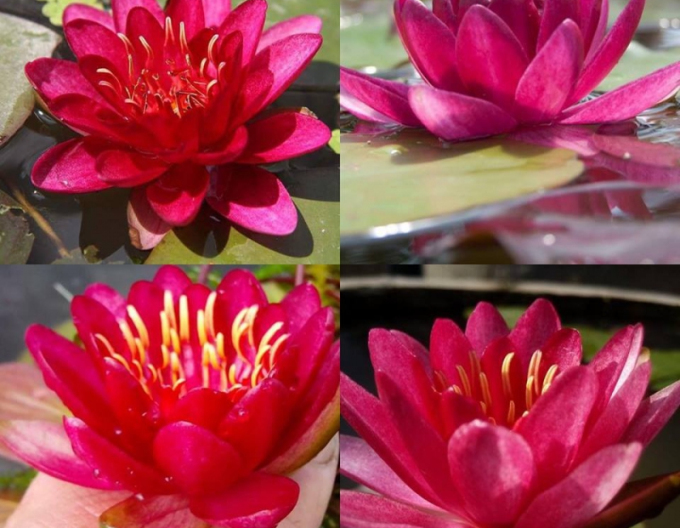 Seerose Burgundische Prinzessin