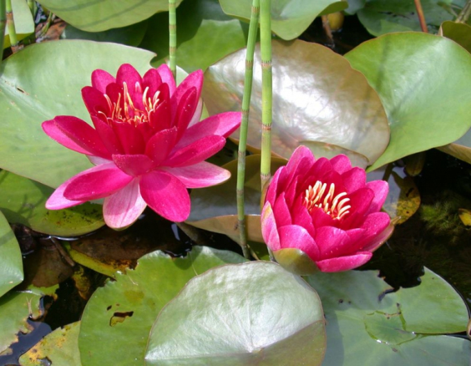Seerose Burgundische Prinzessin